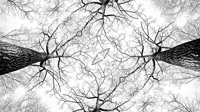 Schwarz-Weiß-Foto mit Blick in blätterlose Baumspitzen