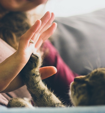 Katzentatze berührt Menschenhand