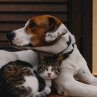 Katz und Hund aneinandergeschmiegt
