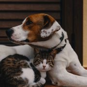 Katz und Hund aneinandergeschmiegt