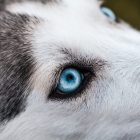 Nahaufnahme Hundegesicht als Link zum Seelengespräch mit Deinem Tier