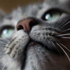 Nahaufnahme Katzengesicht als Link zur medialen Tierkommunikation